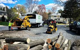 Best Tree Fertilization Services  in Rio Linda, CA