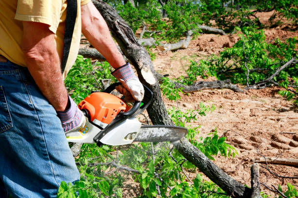 Best Utility Line Clearance  in Rio Linda, CA